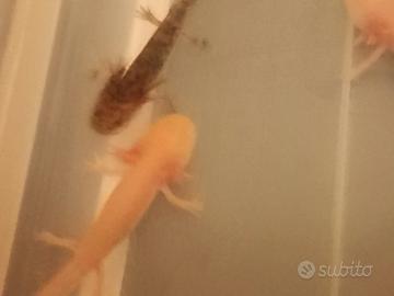 Axolotl