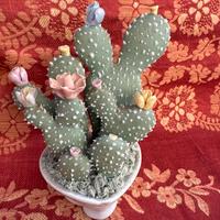 Cactus in porcellana