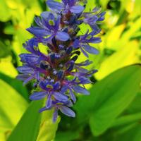 piante palustri Pontederia 