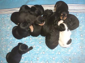 3 cuccioli