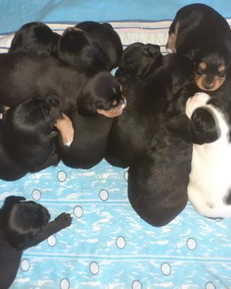 3 cuccioli