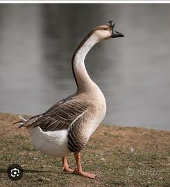 Animali