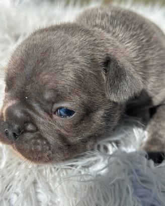 Bulldog francesi cuccioli blu