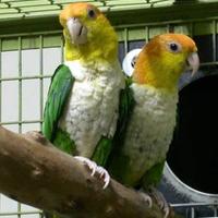 Coppia caicchi testa arancio super riproduttiva