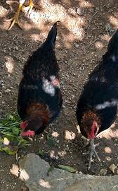 Galline