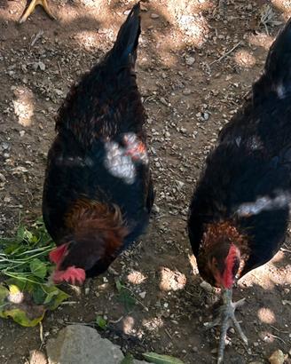 Galline