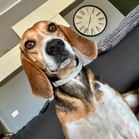Dolcissima simil beagle 4 anni taglia media