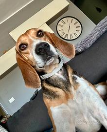 Dolcissima simil beagle 4 anni taglia media