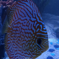 Discus
