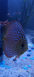 Discus