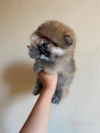 Pomerania "mini" con Pedigree