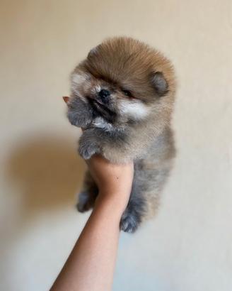 Pomerania "mini" con Pedigree