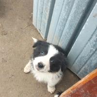 Cuccioli di Border collie