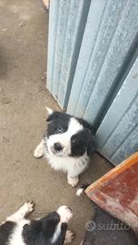 Cuccioli di Border collie