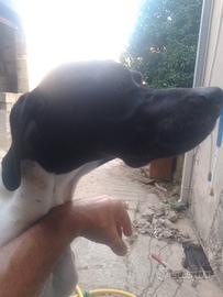 Pointer Inglese Maschio 