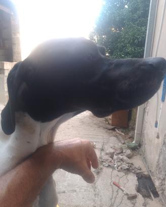 Pointer Inglese Maschio 