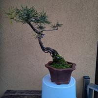 bonsai