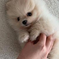 Spitz volpino nano di Pomerania