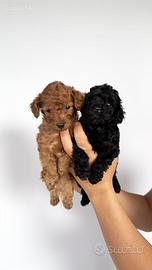 Cuccioli di barboncino toy