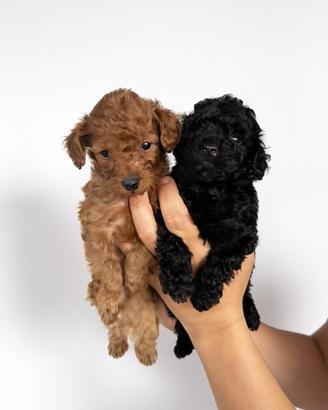 Cuccioli di barboncino toy