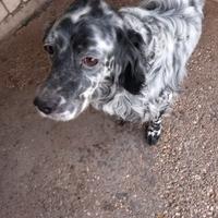 Setter Inglese di 3 anni