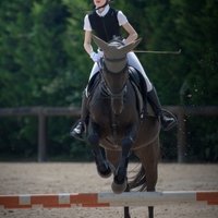 Pony