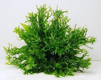 Microsorum Pteropus Windelov