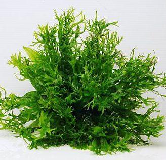 Microsorum Pteropus Windelov