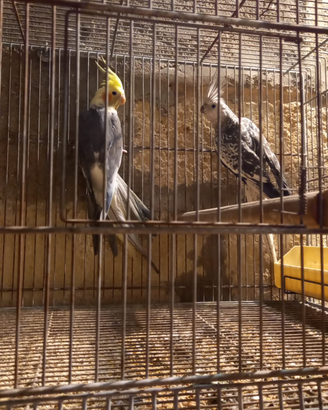 Animali franc