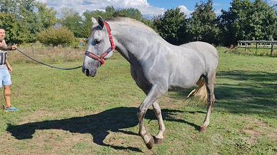 Cavallo Spagnolo PRE