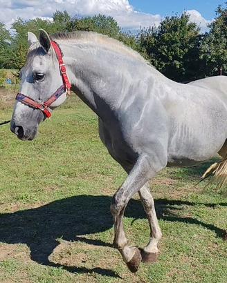 Cavallo Spagnolo PRE