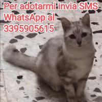 Birba