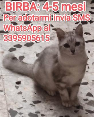Birba
