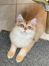 British longhair