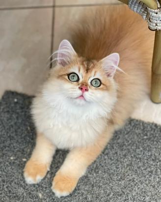 British longhair