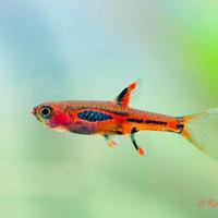Rasbora briggitae