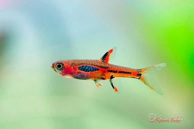 Rasbora briggitae