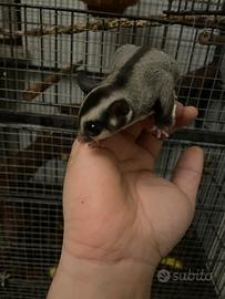 Petauri dello zucchero