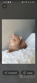 Cuccioli British shorthair e longhair