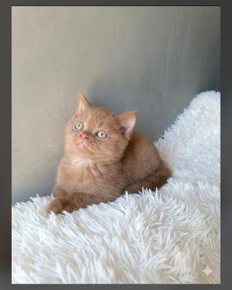 Cuccioli British shorthair e longhair