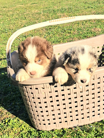 Pastore australiano australian shepherd MASCHI