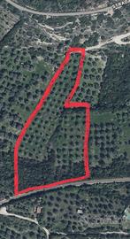 Terreno con circa 150 ulivi secolari in Sorso
