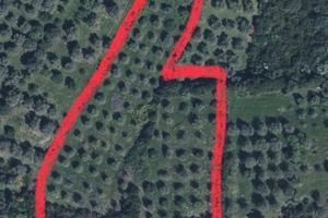 Terreno con circa 150 ulivi secolari in Sorso