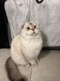 Scottish Fold per monta