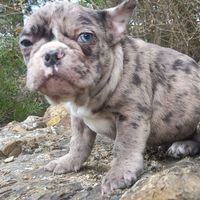 Cuccioli bulldog francese