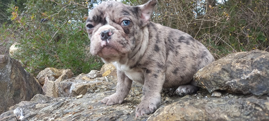 Cuccioli bulldog francese