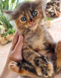 Tenera gattina vuole una casa 🥰