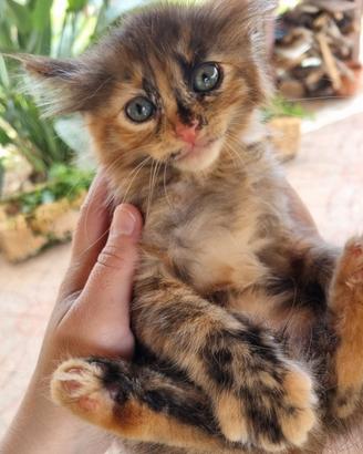 Tenera gattina vuole una casa 🥰