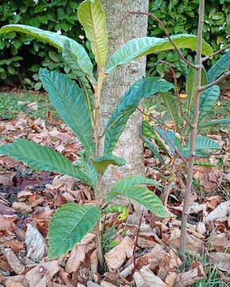 Piante di Nespolo Giapponese 