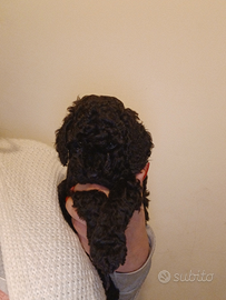 Barboncino nero nano